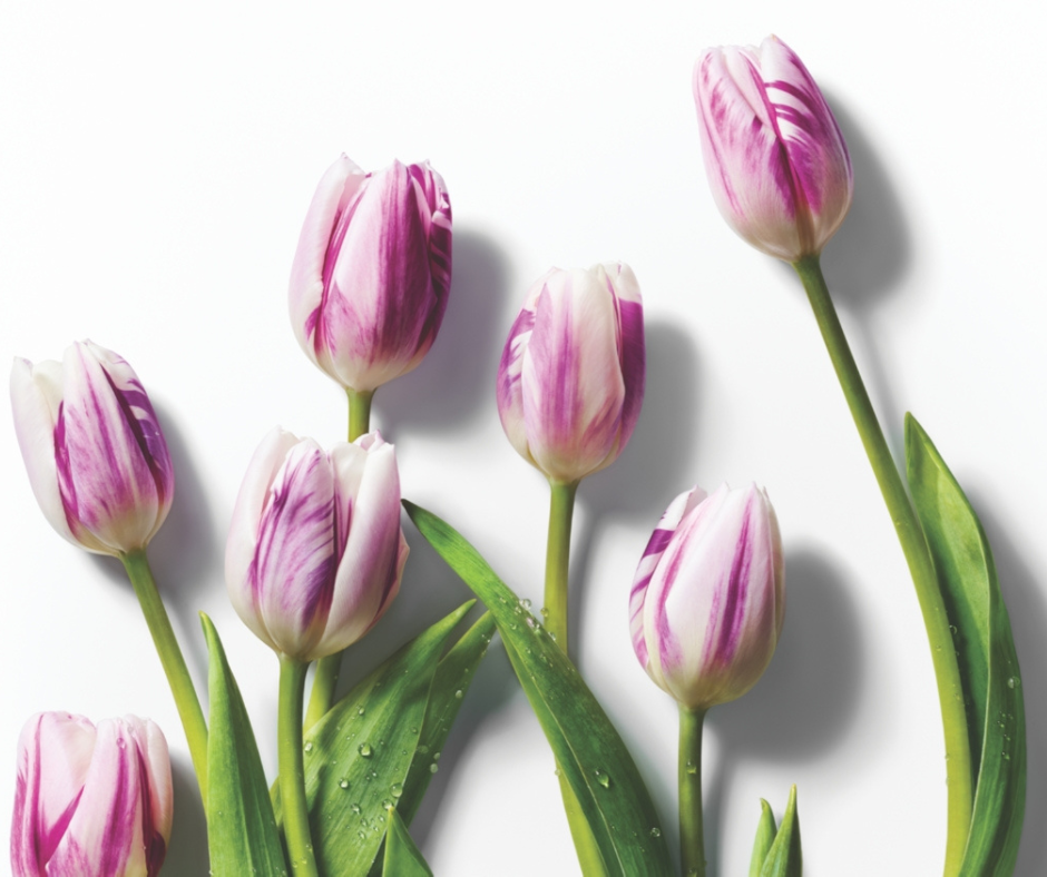 Minimalist Floral Hello Spring Facebook Post (2)